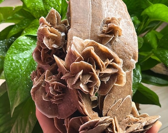 Algerian Desert Rose, Natural Mineral, Rough Stone - Etsy