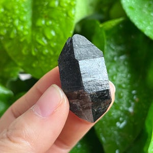 May include: A dark, faceted black tourmaline crystal. The crystal is held against a backdrop of green leaves. The tourmaline has a polished, reflective surface and a hexagonal shape, showcasing its natural form.