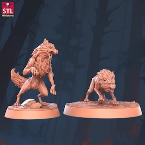 May include: Two light brown werewolf miniatures. One stands, snarling, the other crouches low. Both are on circular bases. The logo "STL Miniatures" is in the top left corner. The background is a dark forest.