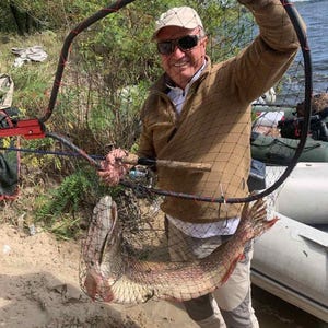 May include: A large black fishing landing net with a red accent on the handle, holding a long, slender, mottled green and brown northern pike fish. The net features a fine black mesh structure and a sturdy frame, used for securing the caught fish.