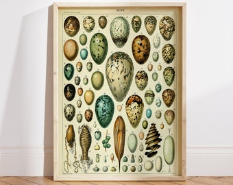 Adolphe Millot Vintage Egg Chart, Millot Art Prints, Antique Biology Chart, Ornithology Prints, Larousse Print, Kitchen Art, Egg Poster