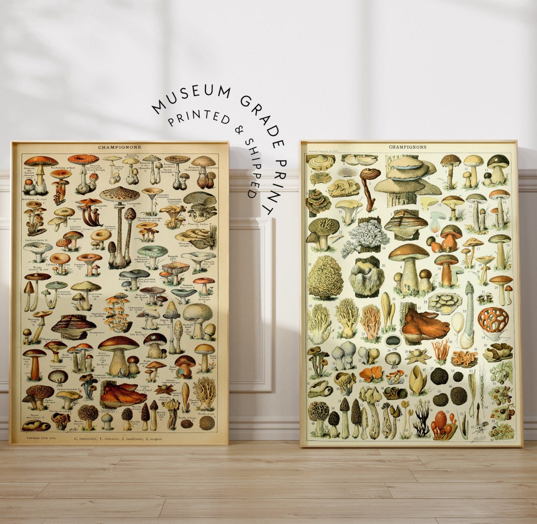 Vintage Botanical Art Print Set Set of 2 Mushroom Prints Etsy