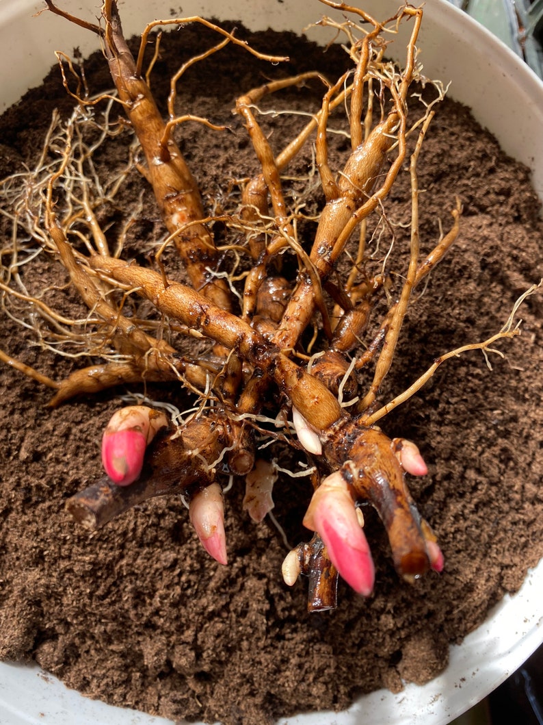 PEONY CARL Bare-Root Tuber with Eyes | Etsy