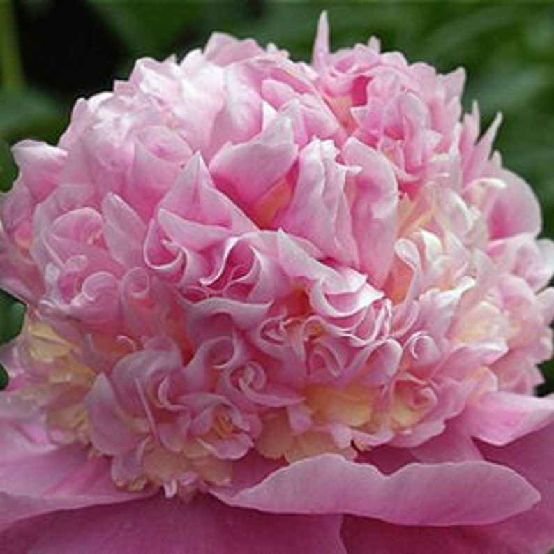 ITOH PEONY SWEET BareRoot Tuber with Eyes! Home & Hobby Floral