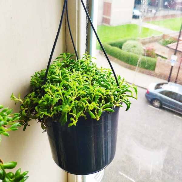 String of Dolphins, Dolphin Succulents, Senecio Peregrinus, Trailing House, Indoor, Hanging, Easy grow, Crawling plant