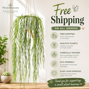 Hoya Linearis Cutting | String of Needles Trailing Houseplant | Easy Care Plant Gift UK
