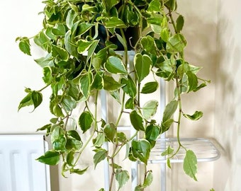 Cupid Peperomia, Variegated, Peperomia Scandens, House Plant