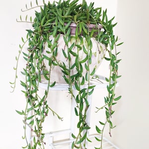 Peut inclure: Une plante succulente retombante avec de longues feuilles fines, vert foncé et en forme de haricot, qui descendent d'un pot en céramique rond de couleur crème. La plante est posée sur un support en métal blanc à plusieurs niveaux.
