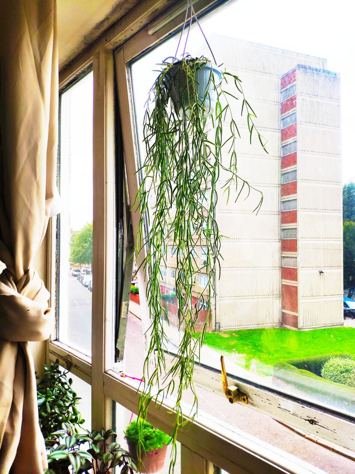 Plants Home & Living Outdoor & Gardening Trailing House String of