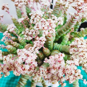 May include: A Crassula perforata succulent plant featuring stacked, triangular green leaves with reddish edges. The plant is in full bloom, displaying numerous clusters of tiny, pale pink and white star-shaped flowers on thin, upright stems.