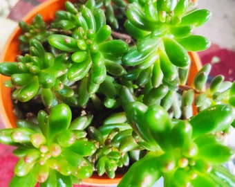 Jelly Bean Sedums,  Sedum Rubrotinctum, Succulent cactus , Indoor Houseplant, Trailing, Easy grow, House, Indoor cactus