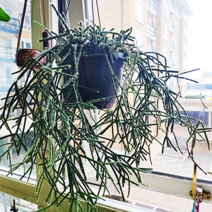 Rhipsalis Baccifera Horrida Hanging cactus mistletoe cactus Rhipsalis spp Indoor plant Easy grow House Indoor cactus image 2