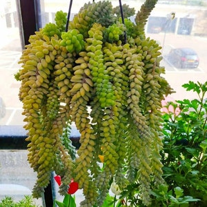 Peut inclure: Une plante Sedum morganianum suspendue, communément appelée orpin de Morgan, présente de longues tiges tombantes densément recouvertes de feuilles succulentes charnues, chevauchantes, vert clair et vert jaunâtre, suspendues par des fils métalliques noirs.