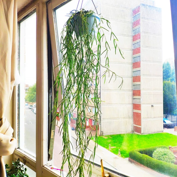 Schnur von Nadeln Pflanze Zimmerpflanze Hoya Linearis Zarte Hängende Sukkulente Pflanze Einfach zu wachsen, einfache Wartung, haustierfreundlich