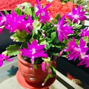 Weihnachtskaktus Schneiden | Schlumbergera | Zygokaktus | Erntedank-Kakteen  | Osterkakteen | Zimmerpflanze | Zimmerpflanze - Etsy.de