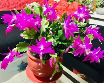 Coupe de cactus de Noël | Schlumbergera | Zygocactus | Cactus de Thanksgiving | Cactus de Pâques | Plante d'intérieur | Plante d'intérieur