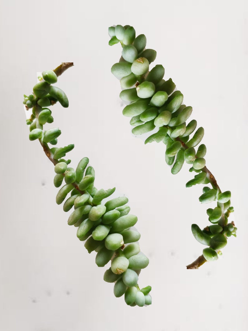 Queue d'âne, plante d'intérieur à suspendre Plante succulente Culture facile Facile d'entretien Animaux de compagnie Plante pour maman papa elle lui Cactus grimpant 2 Cuts