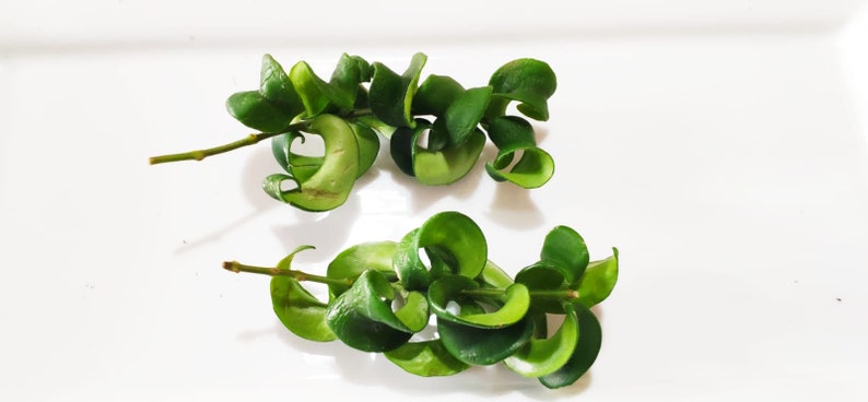 cassiopeia lipstick plant cassiopeia lipstick plant