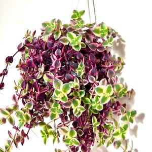 Crassula pellucida, Sedum, Confusum, Sukkulenten, Kaktus, rankende  Zimmerpflanze, Zimmerpflanze, hngende Pflanze, einfach zu wachsen,  mehrjhrig, kriechend - Etsy.de