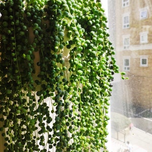May include: A string of pearls succulent plant with numerous small, round, green, bead-like leaves cascading from a white hanging planter suspended by thick, cream-colored woven cords, illuminated by bright natural sunlight from a nearby window.