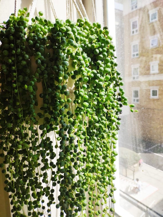 Live House Plant Cascading Succulents String Of Pearls Senecio