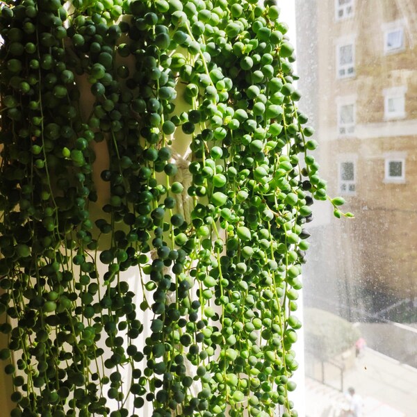 String of Pearls, Senecio Rowleyanus, Trailing, Indoor, Hanging, Easy grow plant, House plant, , Succulent, Crawling plant, Climbing