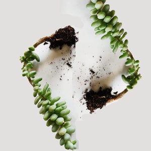 Queue d'âne, plante d'intérieur à suspendre Plante succulente Culture facile Facile d'entretien Animaux de compagnie Plante pour maman papa elle lui Cactus grimpant 2 ROOTED Plants