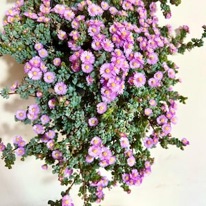 Könnte beinhalten: Eine hängende Pflanze mit zahlreichen kleinen, leuchtend rosa Blüten mit hellgelben Mitten. Die Pflanze hat dichtes, sukkulentenartiges grünes Laub mit kleinen, abgerundeten Blättern, die von einem zentralen Punkt herabhängen.