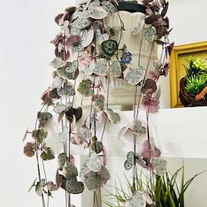 May include: A trailing Ceropegia woodii plant with variegated heart-shaped leaves in shades of green, silver, and pink, cascading from a cream-coloured fluted ceramic pot featuring a small floral decal on the front surface.