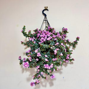 May include: A hanging planter filled with a trailing succulent plant featuring small, fleshy, blue-green leaves and numerous bright pink daisy-like flowers with yellow centres. The plant is suspended by a black plastic hanger attached to a wall hook.