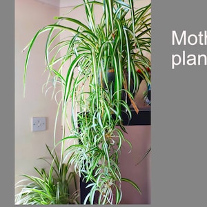 Puede incluir: Una planta araña verde y blanca con hojas largas y colgantes. La planta está etiquetada como "Planta madre".