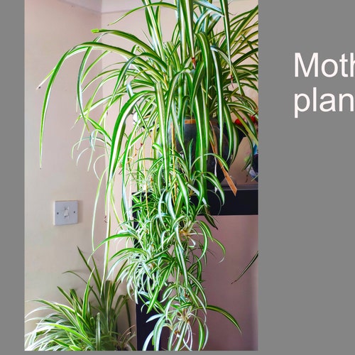 Spider Plants  Indoor House Plant Hanging Succulent plant Easy grow Easy care Pet friendly Plant for mum dad her him Climbing Cactus plant