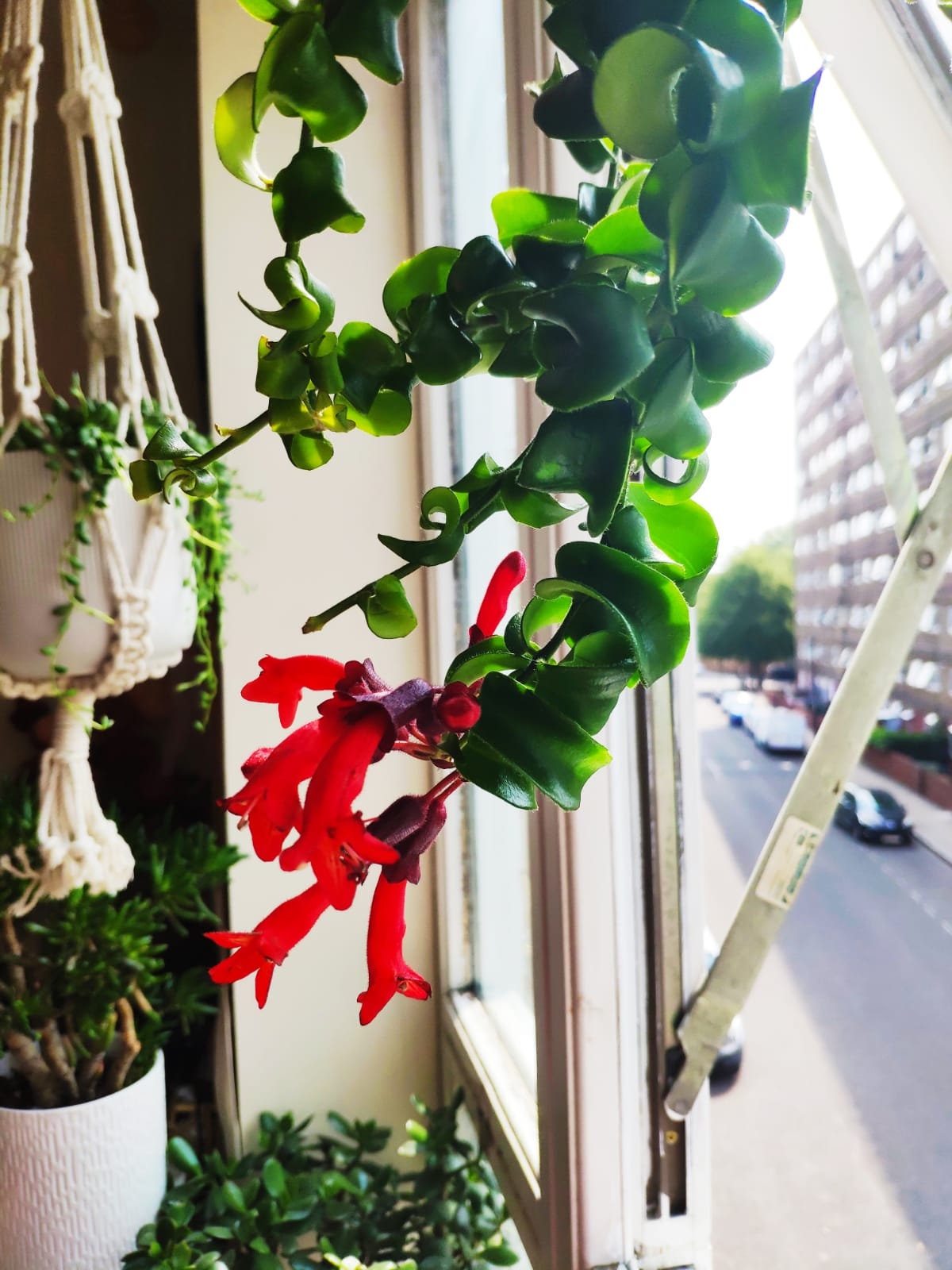 cassiopeia lipstick plant cassiopeia lipstick plant