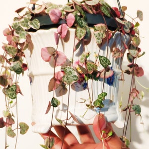 String of Hearts Bunt, VSOH, Ceropegia woodii, Rosenkranz Rebe, Sweetheart Rebe, String of Spades, hängend, kletternd, schleifende Pflanze