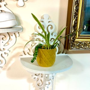 Houseplant Bundle Trio -  String of Bananas, Spider Plant, Donkey Tail,Easy-Care, Fast-Growing Indoor Plants, Perfect for Gifting,Home Décor