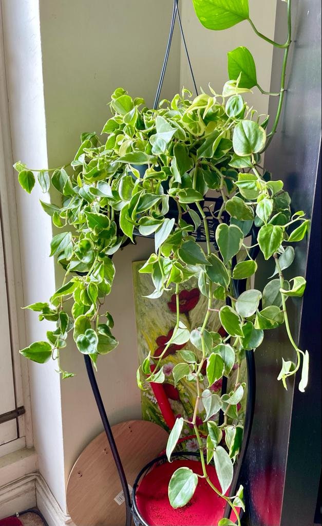 Cupid Peperomia, Variegated, Peperomia Scandens, House Plant, Succulent,  Cactus, Perennial, Trailing, Indoor, Hanging, Easy Grow, Climbing -   Canada