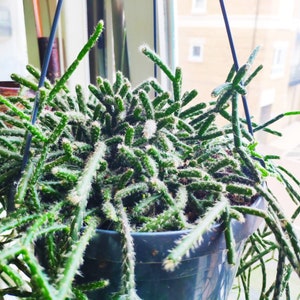 Rhipsalis Baccifera | Horrida | Wiszcy kaktus | kaktus jemioowa |  Rhipsalis spp. | Rolina doniczkowa | atwa uprawa | Dom | Kryty kaktus -  Etsy Polska