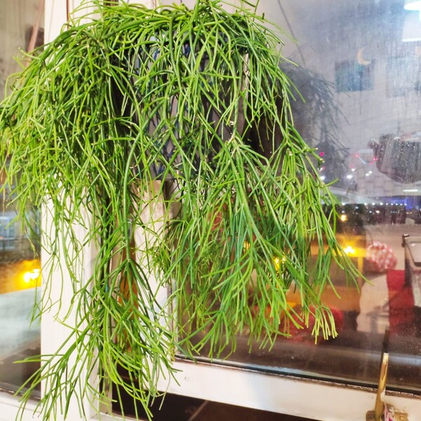 Rhipsalis Cutting | Hanging cactus | mistletoe cactus | Rhipsalis spp | Indoor plant | Easy grow | House | Indoor cactus