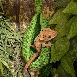 May include: A green crocheted hammock hanging in a terrarium with a brown and white gecko inside.