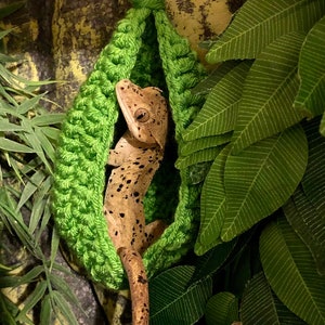 Pode incluir: Uma rede de crochê verde pendurada no teto com um lagarto gecko marrom e branco dentro.