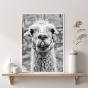 Llama Print | Llama Photography Print | Fun Wall Print | Stylish Wall Art | Black And White Art | Bold Print | Home Decor Print | Animal Art