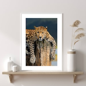 Leopard Print, Leopard Poster, Safari Prints, Safari Posters, Leopard In The Wild Poster, Resting Leopard Poster, Animal Print, Jungle Print