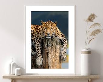 Leopard Print, Leopard Poster, Safari Prints, Safari Posters, Leopard In The Wild Poster, Resting Leopard Poster, Animal Print, Jungle Print