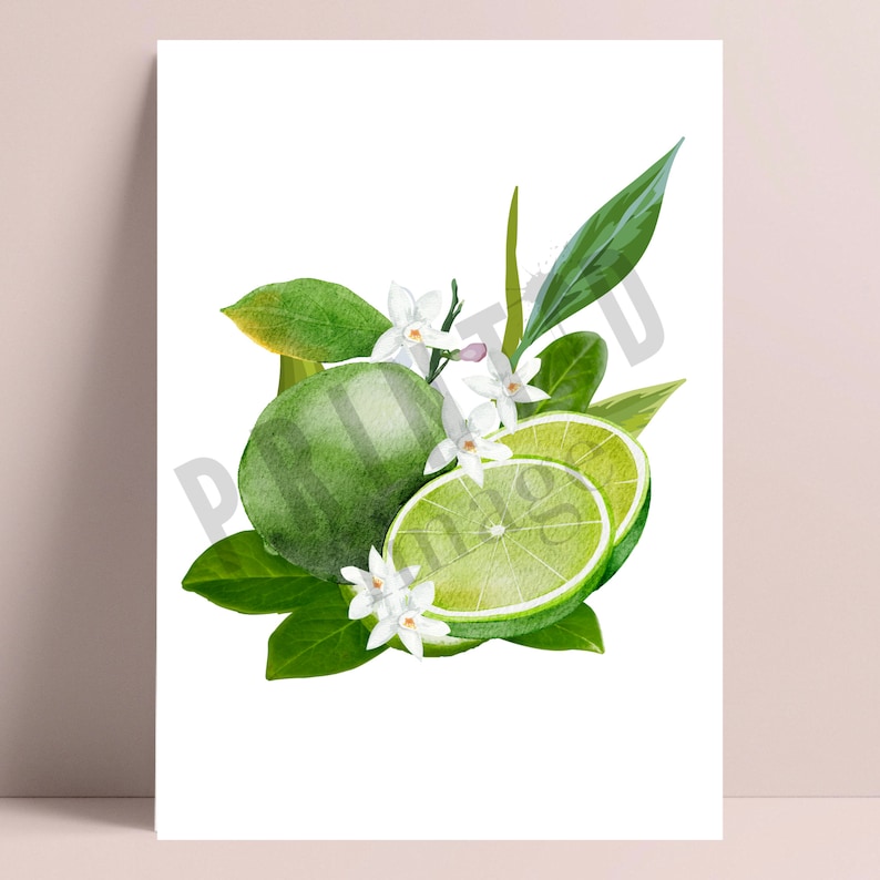 May include: A watercolor painting of a lime with green leaves and white blossoms. The lime is cut in half, revealing the green flesh.