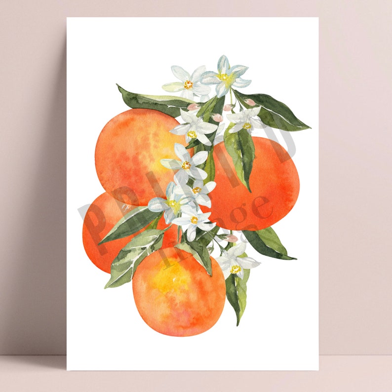 May include: Watercolor painting of oranges and white blossoms. The oranges are a vibrant orange color and the blossoms are a delicate white. The painting is done in a realistic style and captures the beauty of these fruits.