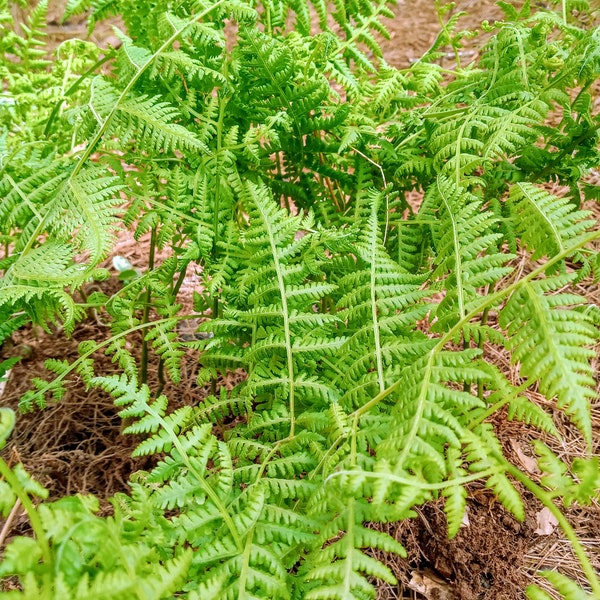 Wild Native Organic Hay-Scented Fern ( Dennstaedtia Punctilobula ) Young Live Plant
