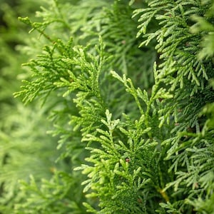 Puede incluir: Primer plano de follaje perenne verde brillante. La imagen muestra la textura detallada y las variaciones de color de las hojas, con un fondo desenfocado. Las agujas de la planta son pequeñas y escamosas, creando una apariencia densa y texturizada.