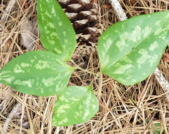 Wild Cat Ear Greenbrier ( Smilax Glauca  ) Young Live Plant