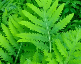 Wild Native Organic Sensitive Fern Young Live Plant