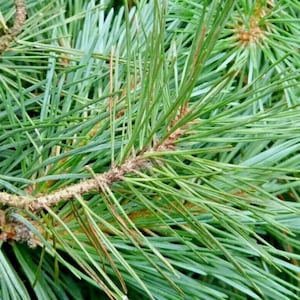 May include: Close-up of a pine tree branch with long, thin, green needles.